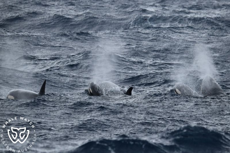 Whale Watch Western Australia