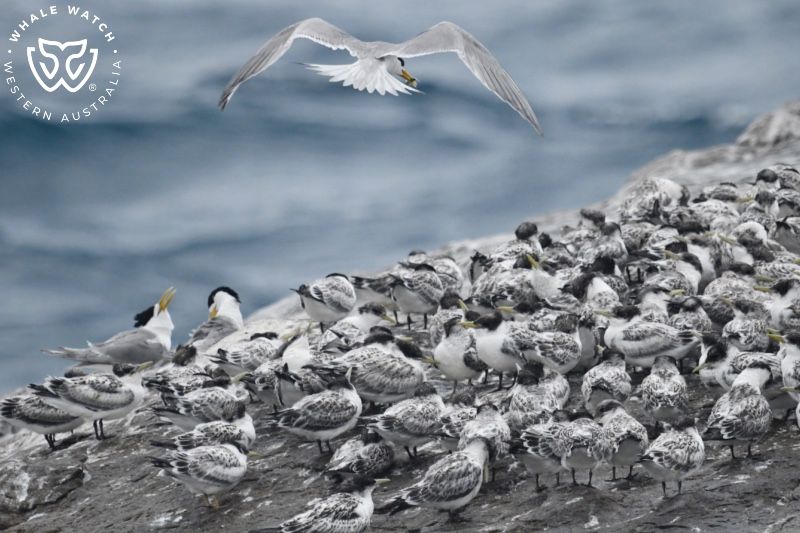 Whale Watch Western Australia