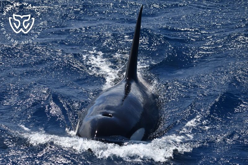 Whale Watch Western Australia