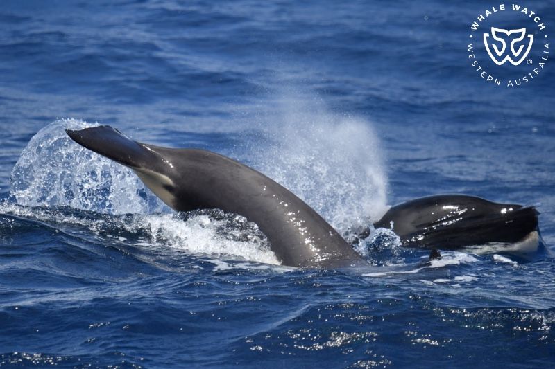 Whale Watch Western Australia