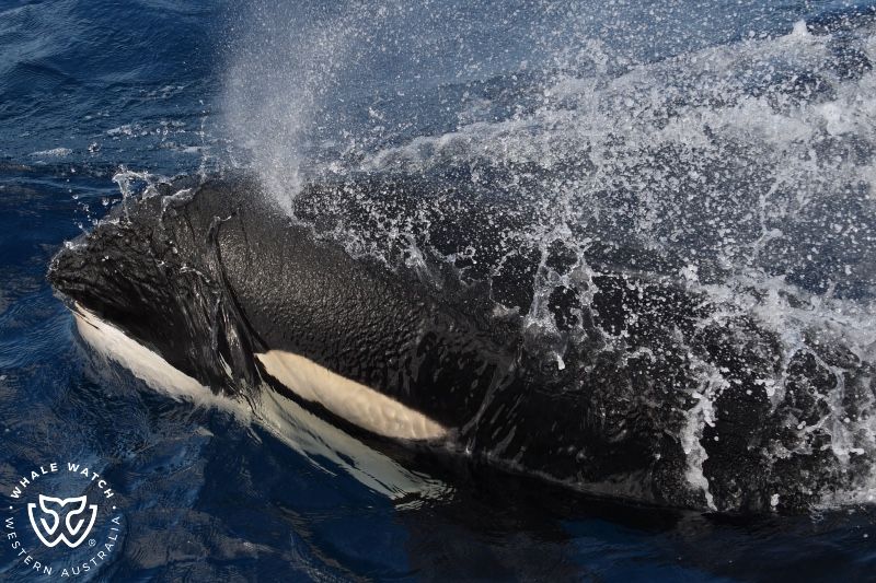 Whale Watch Western Australia