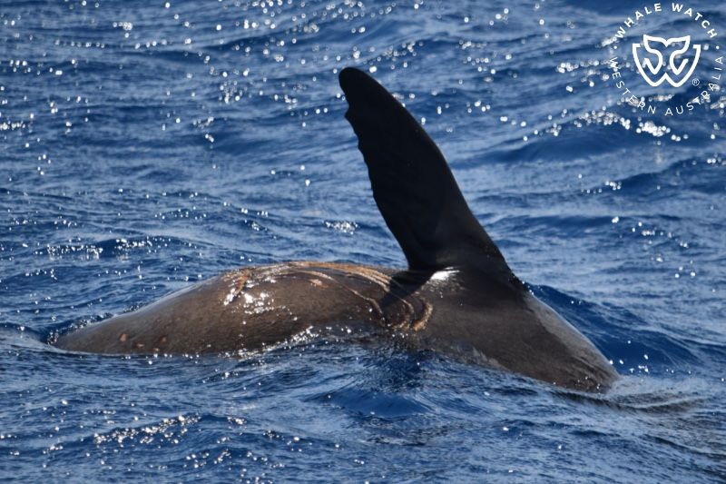 Whale Watch Western Australia