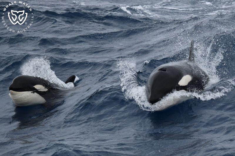 Whale Watch Western Australia