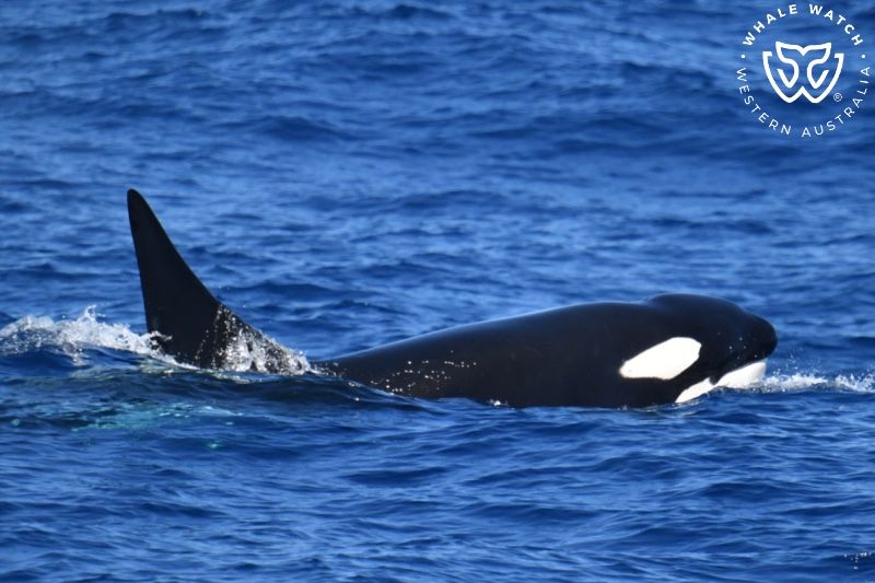 Whale Watch Western Australia