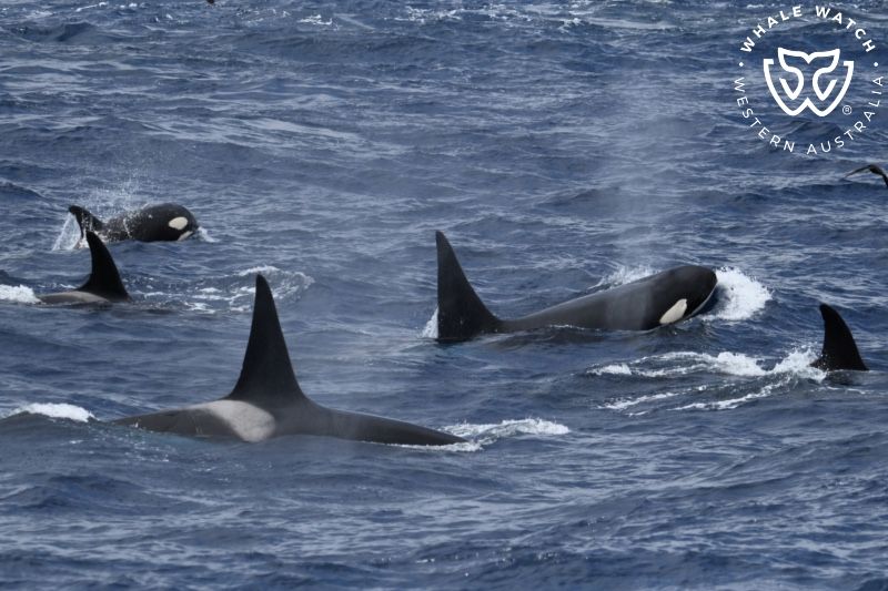 Whale Watch Western Australia