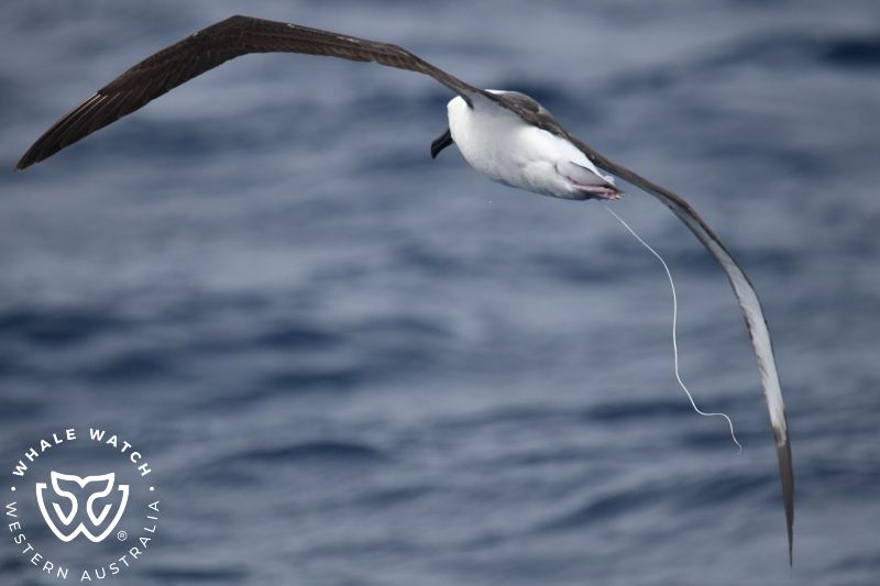 Whale Watch Western Australia