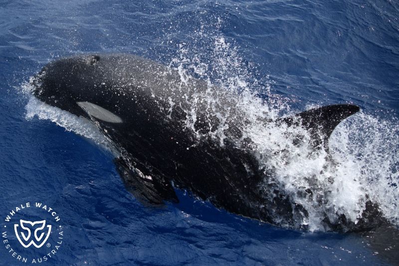 Whale Watch Western Australia
