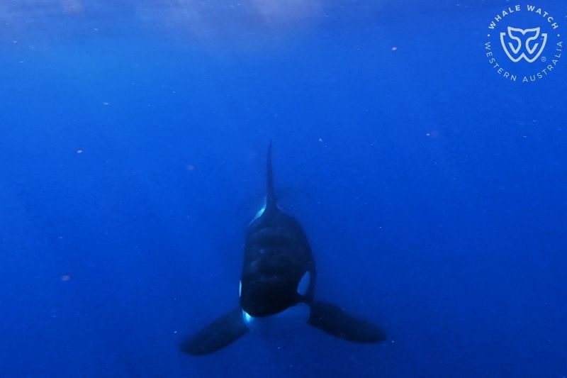 Whale Watch Western Australia