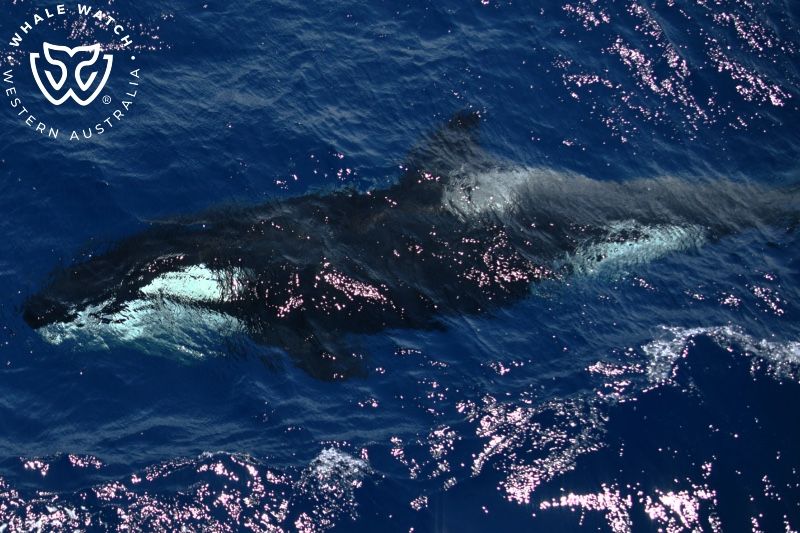 Whale Watch Western Australia