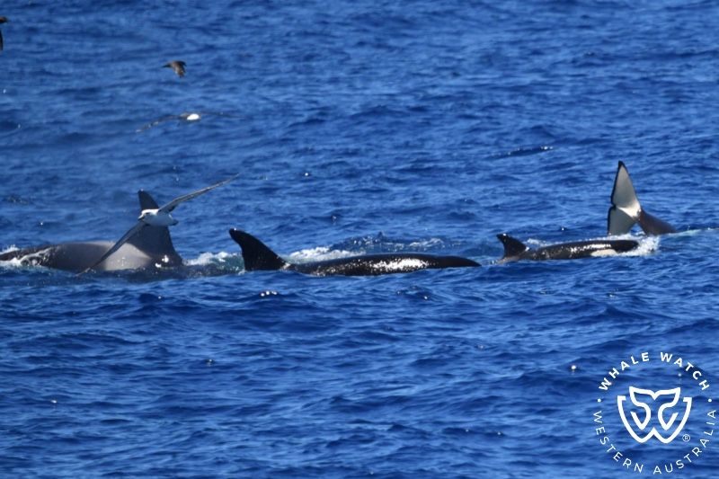 Whale Watch Western Australia