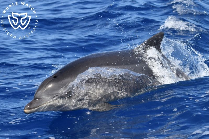 Whale Watch Western Australia