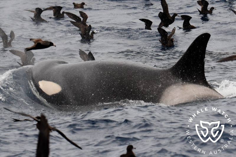 Whale Watch Western Australia