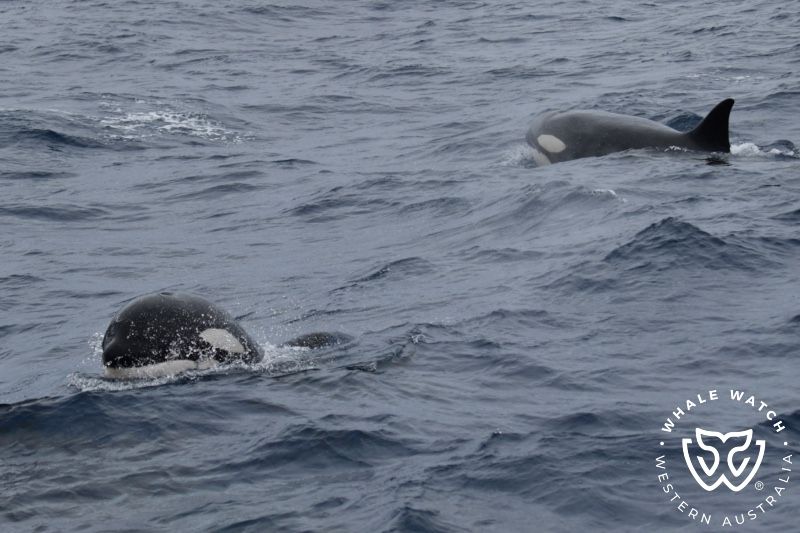 Whale Watch Western Australia