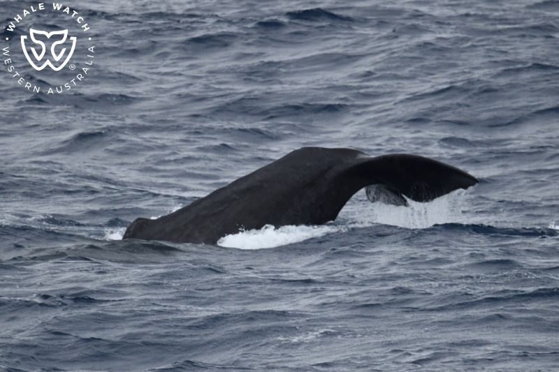 Whale Watch Western Australia