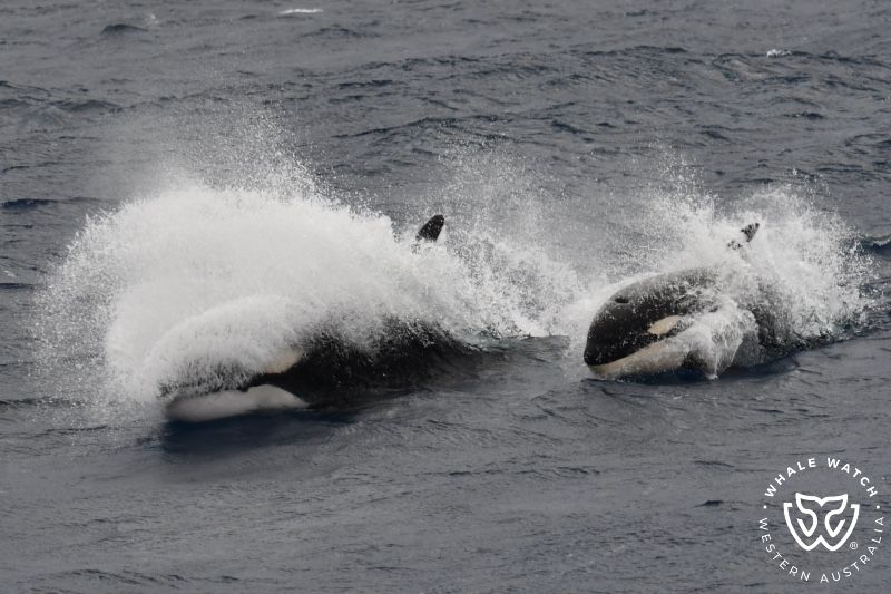 Whale Watch Western Australia