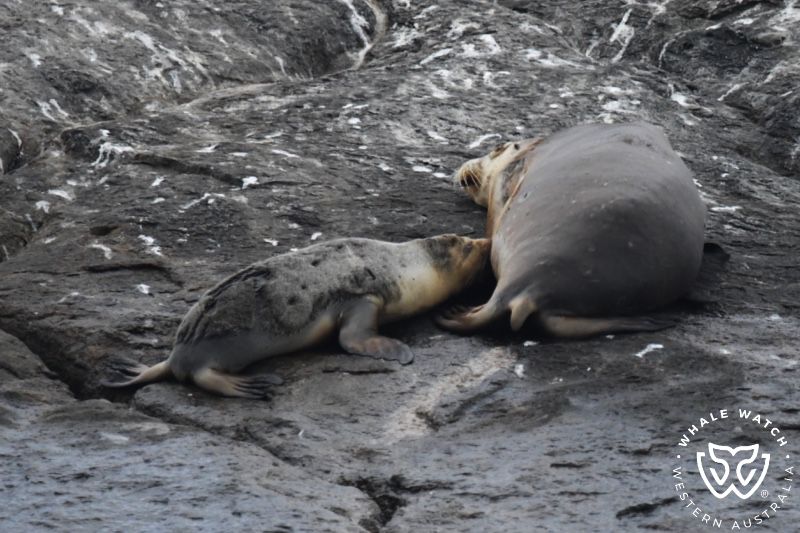 Whale Watch Western Australia