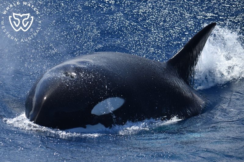 Whale Watch Western Australia