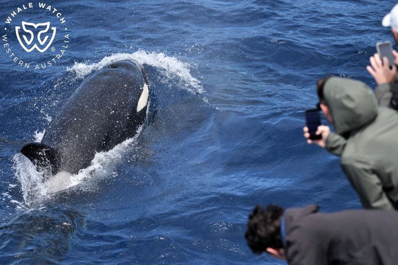 Whale Watch Western Australia