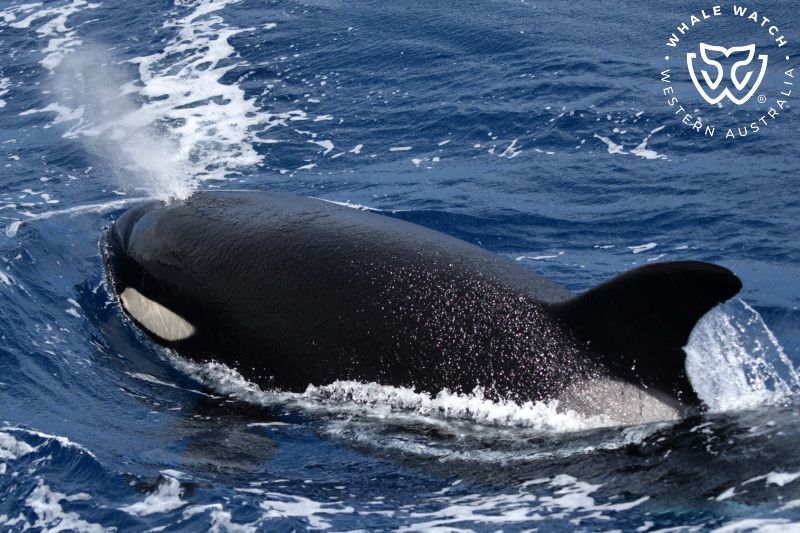 Whale Watch Western Australia
