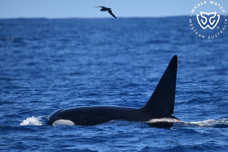 Whale Watch Western Australia