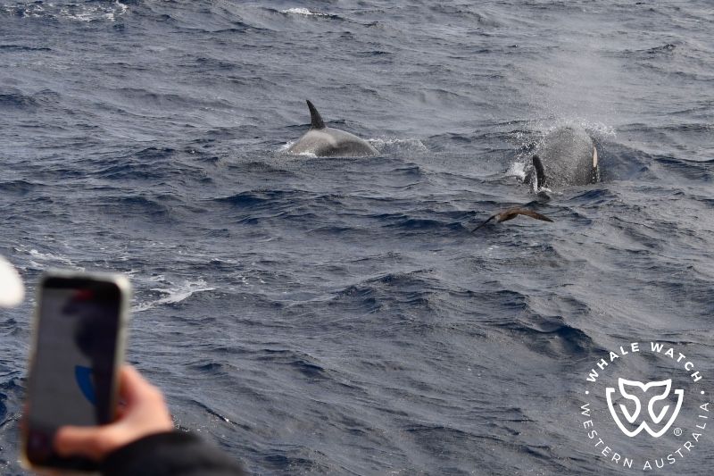 Whale Watch Western Australia