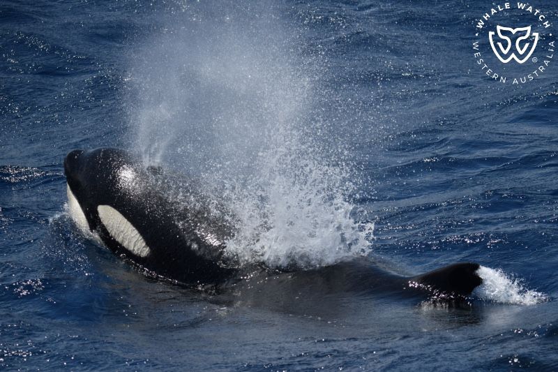 Whale Watch Western Australia