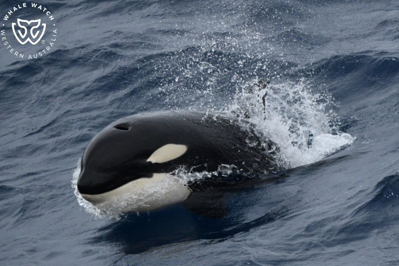 Whale Watch Western Australia