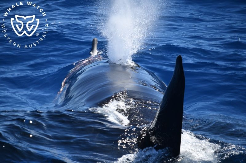 Whale Watch Western Australia