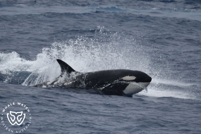 Whale Watch Western Australia