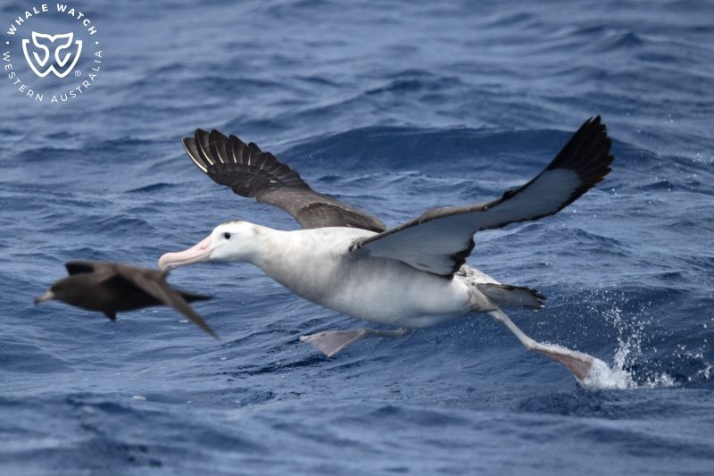 Whale Watch Western Australia