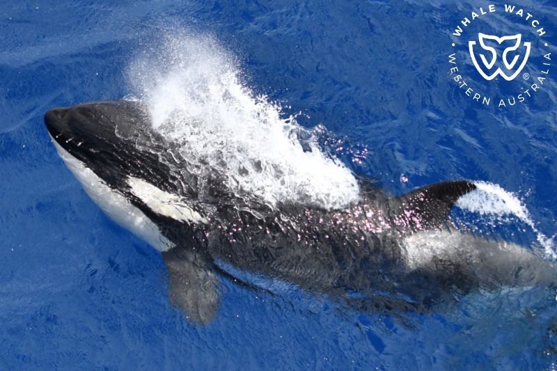 Whale Watch Western Australia