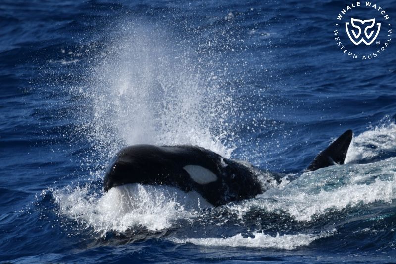 Whale Watch Western Australia
