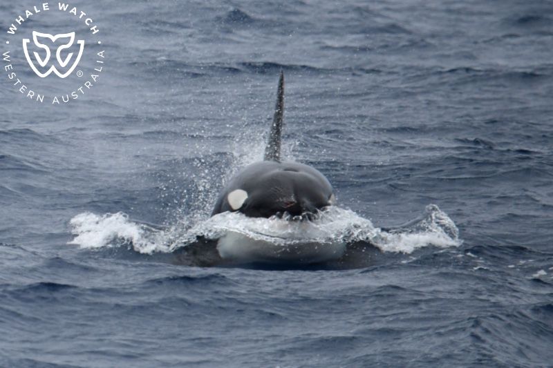 Whale Watch Western Australia
