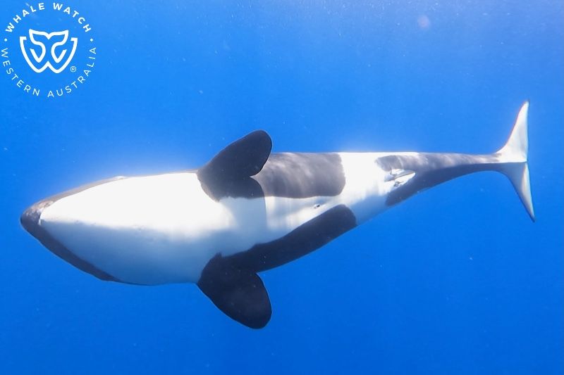 Whale Watch Western Australia