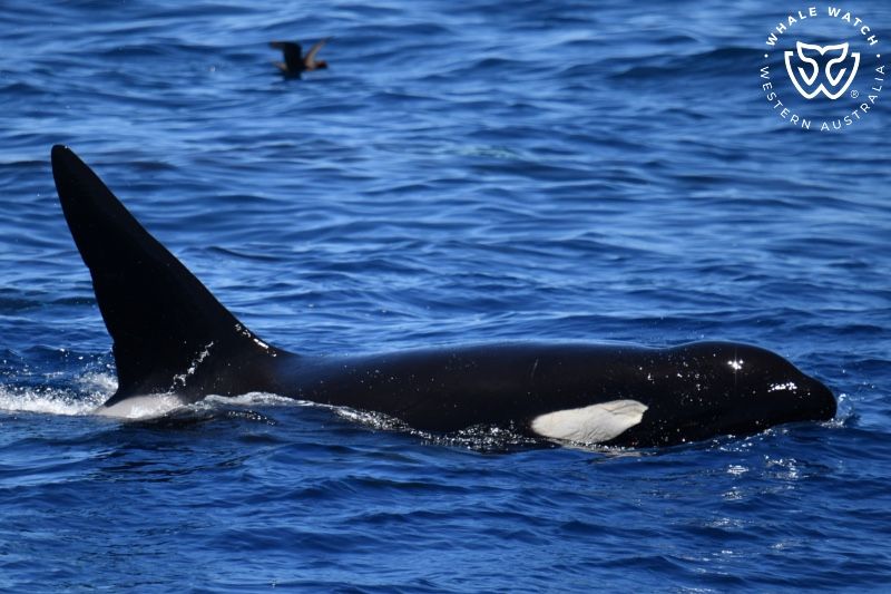 Whale Watch Western Australia