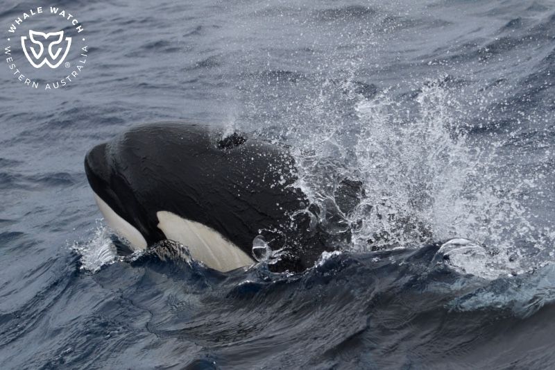 Whale Watch Western Australia