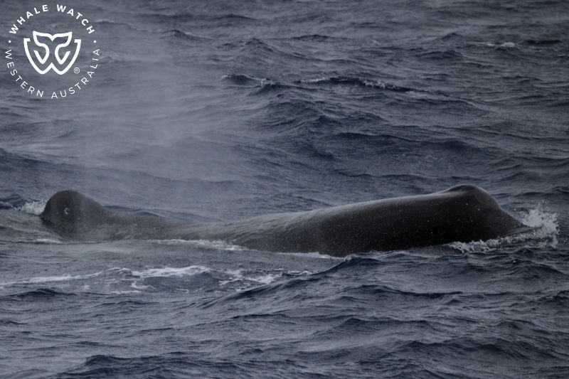 Whale Watch Western Australia
