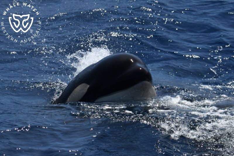 Whale Watch Western Australia