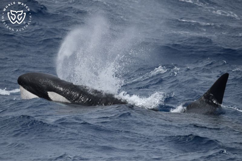 Whale Watch Western Australia