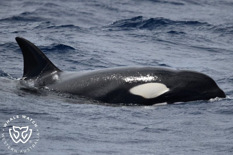 Whale Watch Western Australia