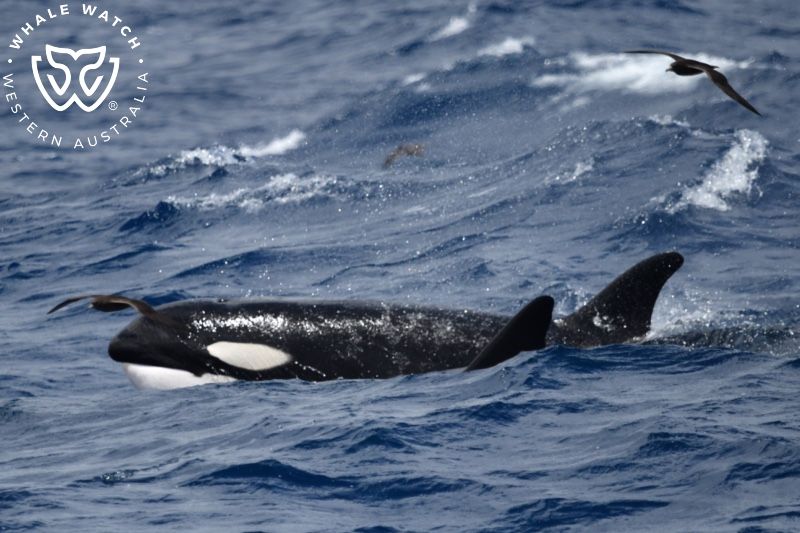 Whale Watch Western Australia