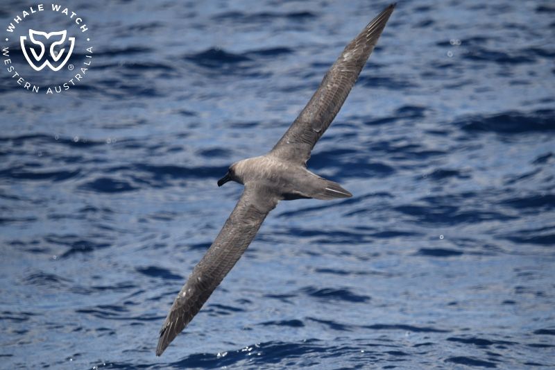 Whale Watch Western Australia