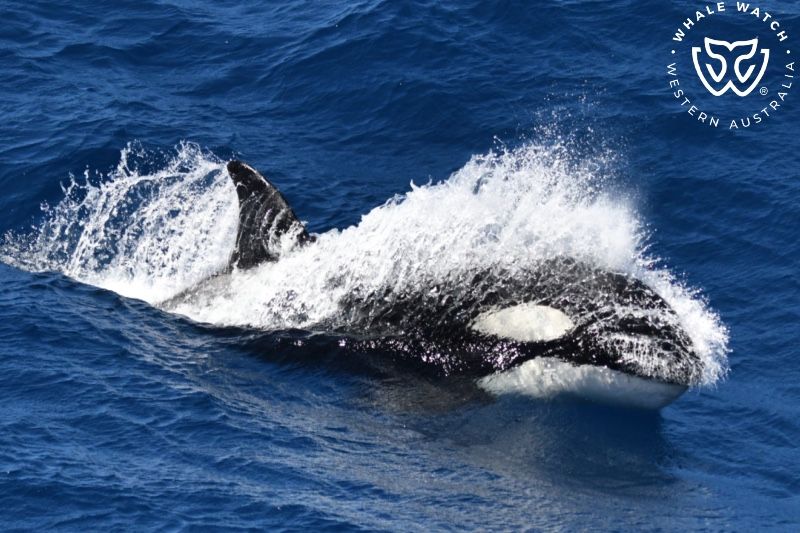 Whale Watch Western Australia