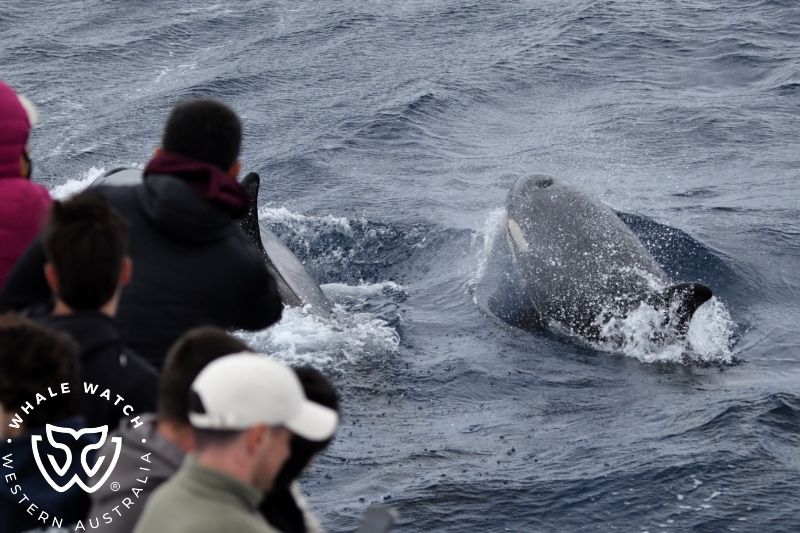 Whale Watch Western Australia