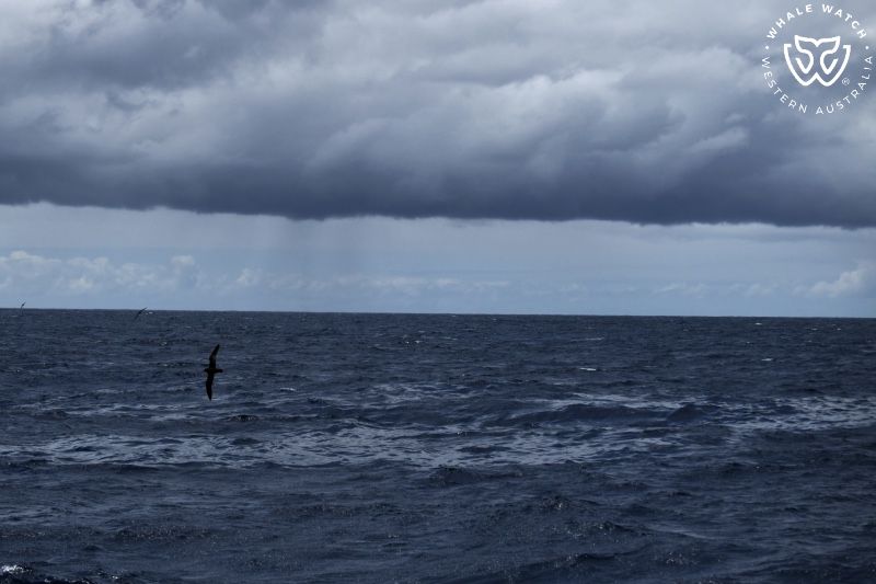 Whale Watch Western Australia