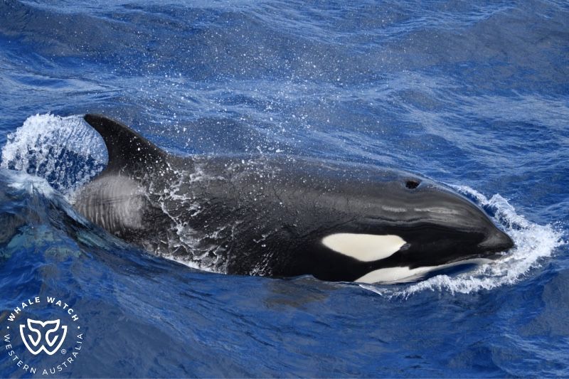 Whale Watch Western Australia