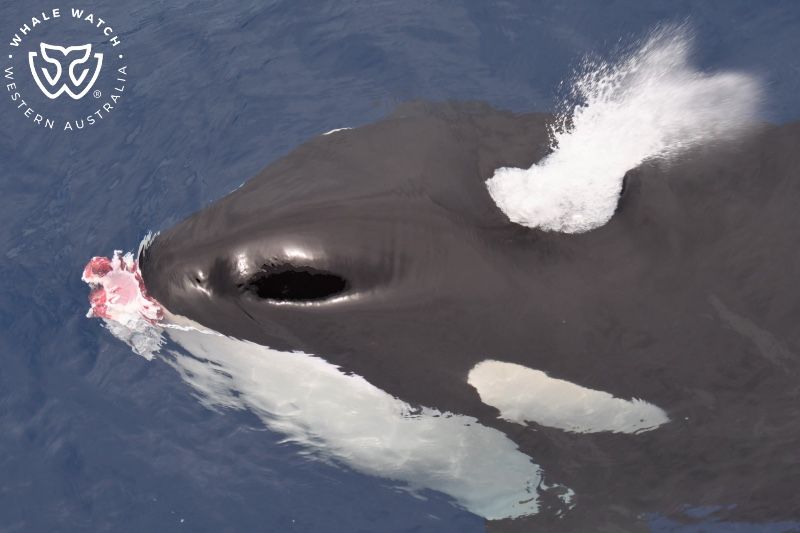 Whale Watch Western Australia