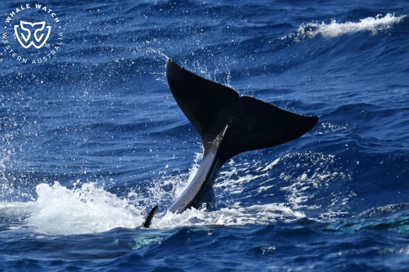 Whale Watch Western Australia