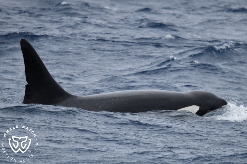 Whale Watch Western Australia