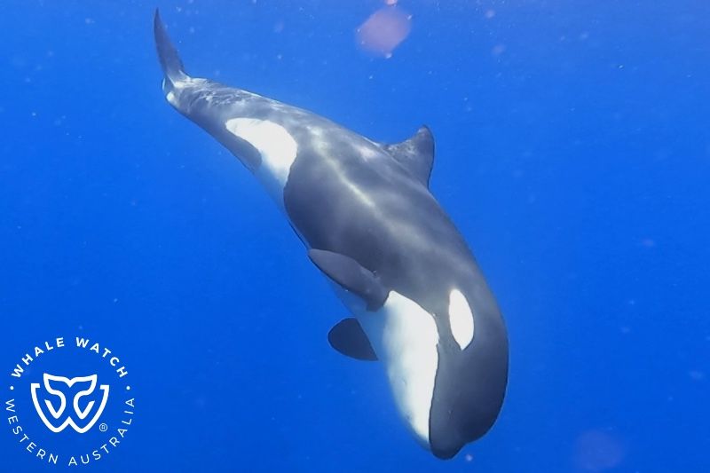 Whale Watch Western Australia